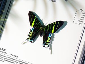 Urania Fulgens – Framed Butterfly Specimen for Collection & Display
